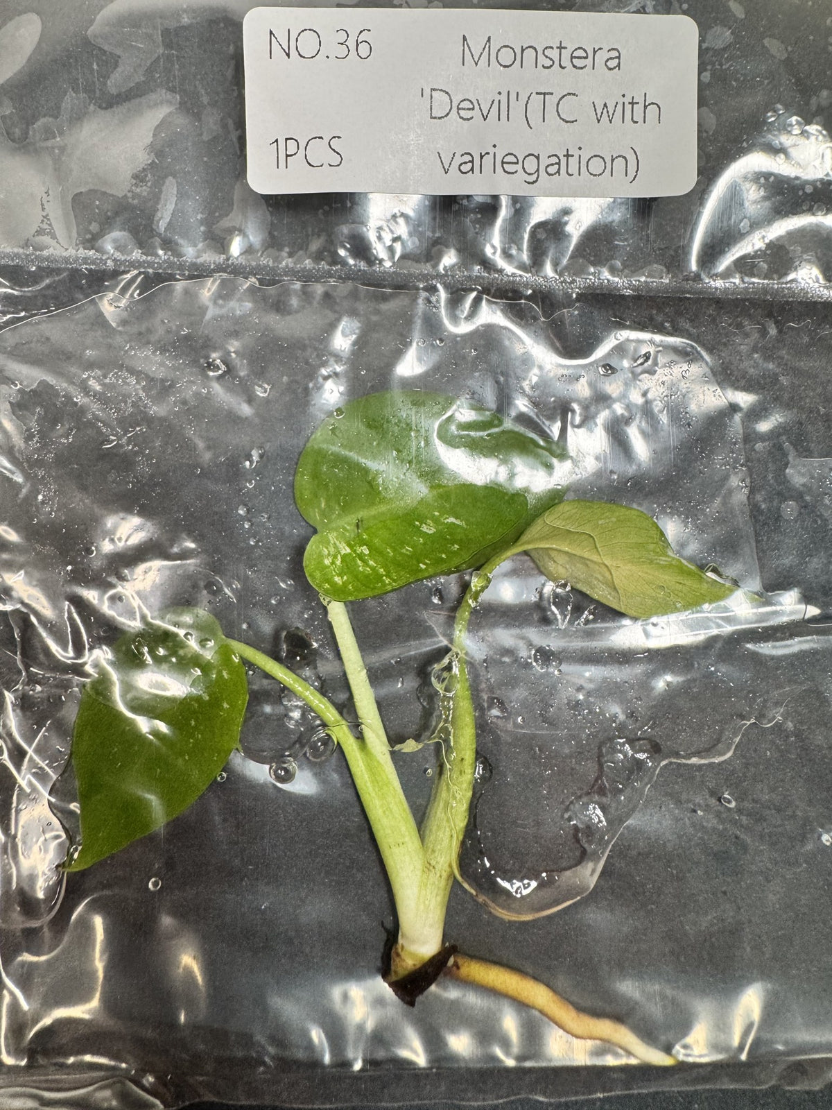 Monstera Devil Nr. 36 FoxerasPlants