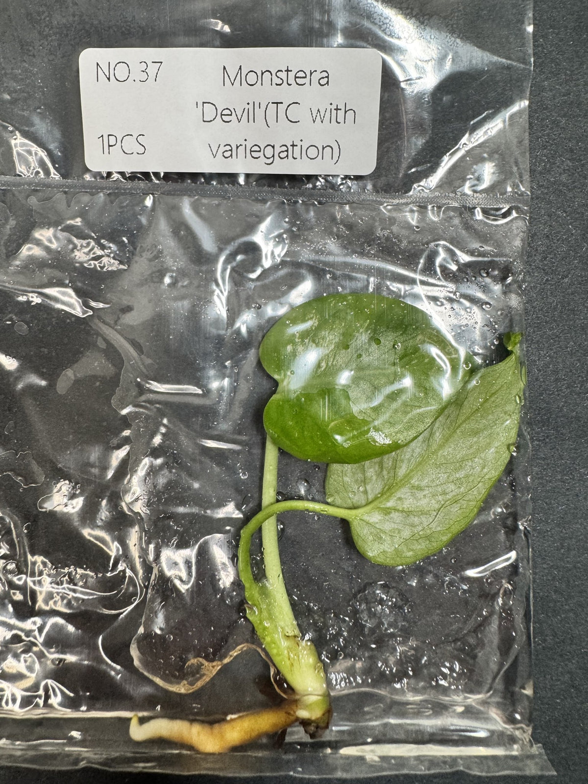 Monstera Devil Nr. 37 FoxerasPlants