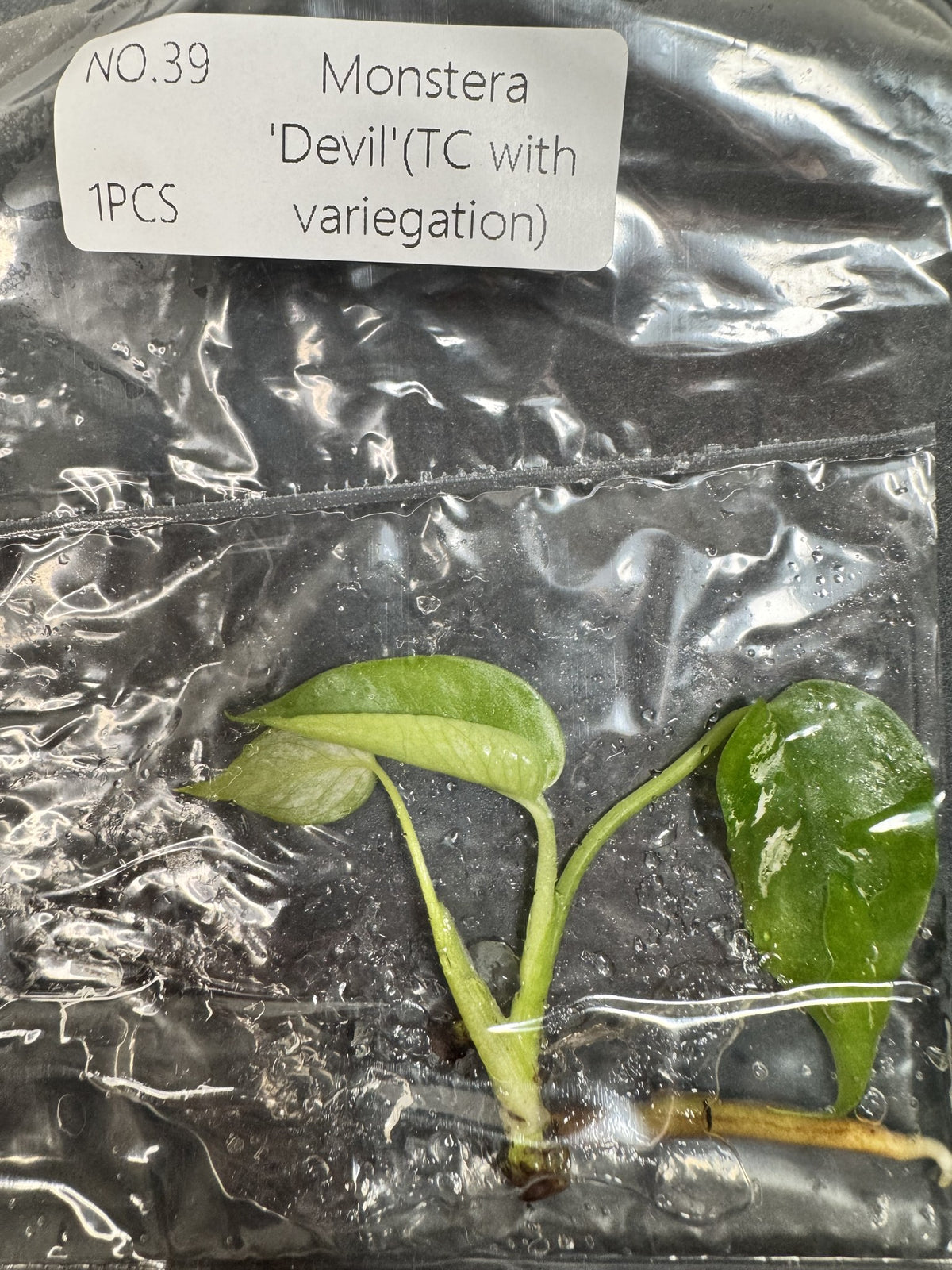 Monstera Devil Nr. 39 FoxerasPlants