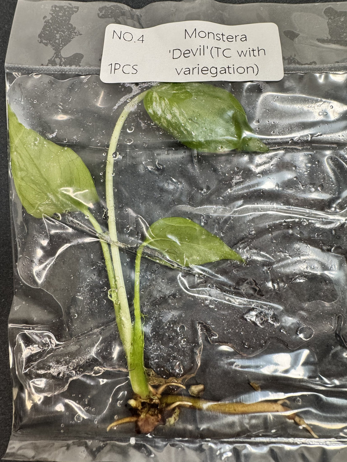 Monstera Devil Nr. 4 FoxerasPlants