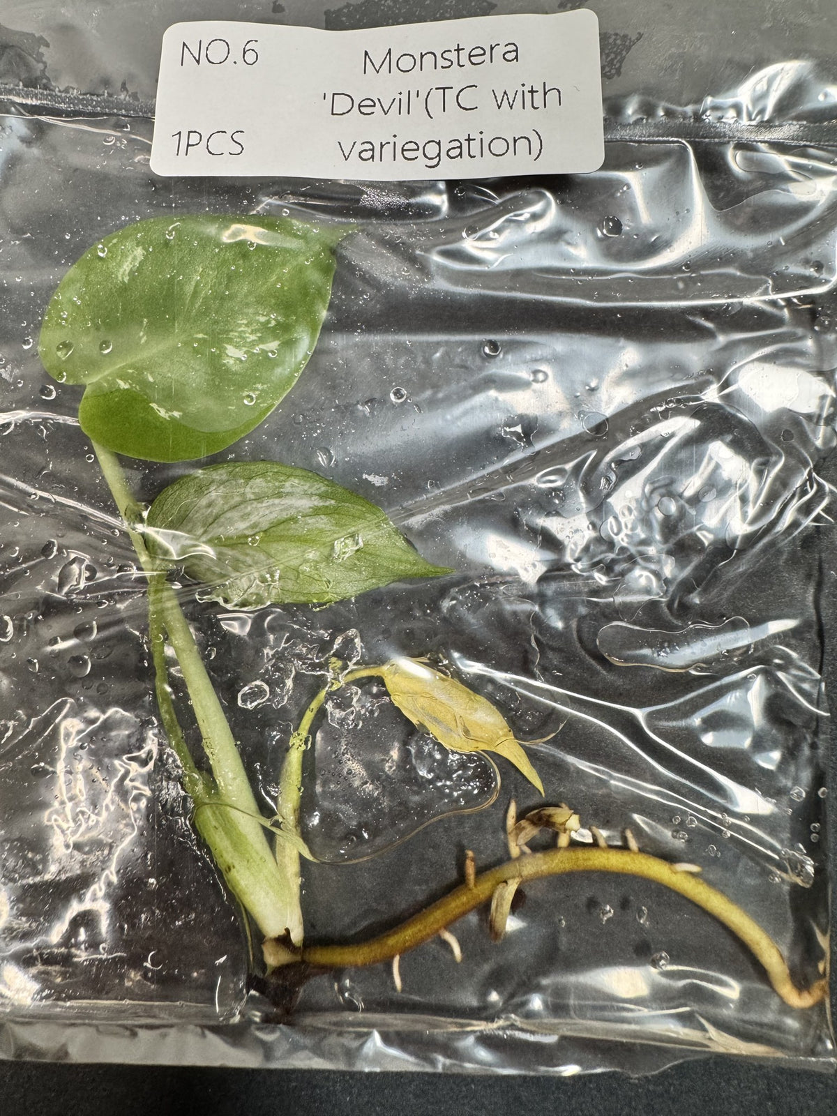 Monstera Devil Nr. 6 FoxerasPlants