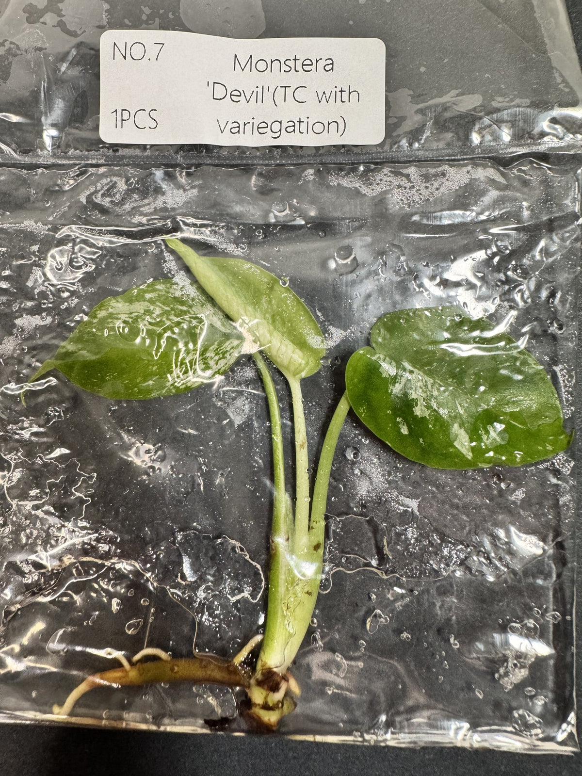Monstera Devil Nr. 7 FoxerasPlants