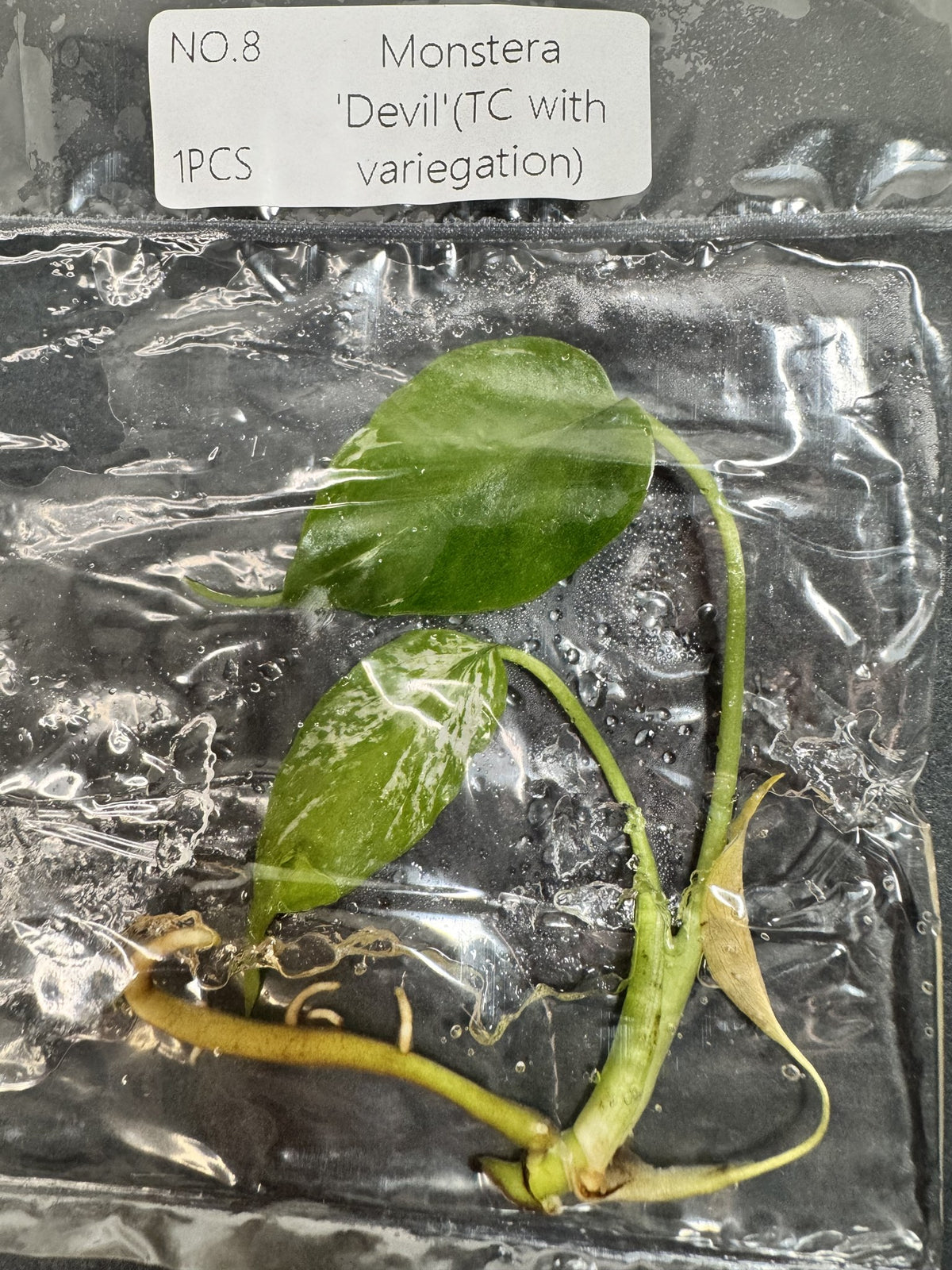 Monstera Devil Nr. 8 FoxerasPlants