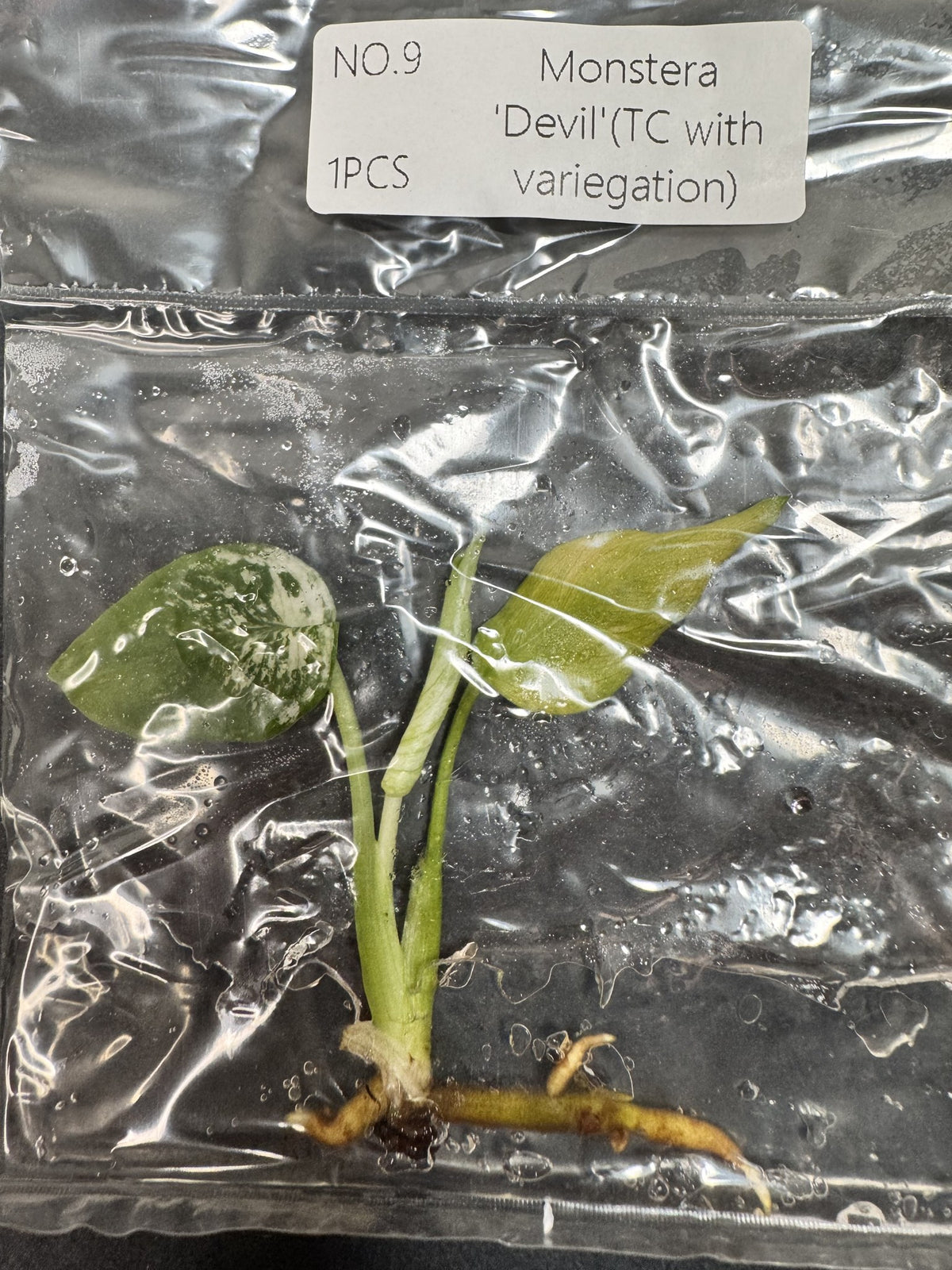 Monstera Devil Nr. 9 FoxerasPlants