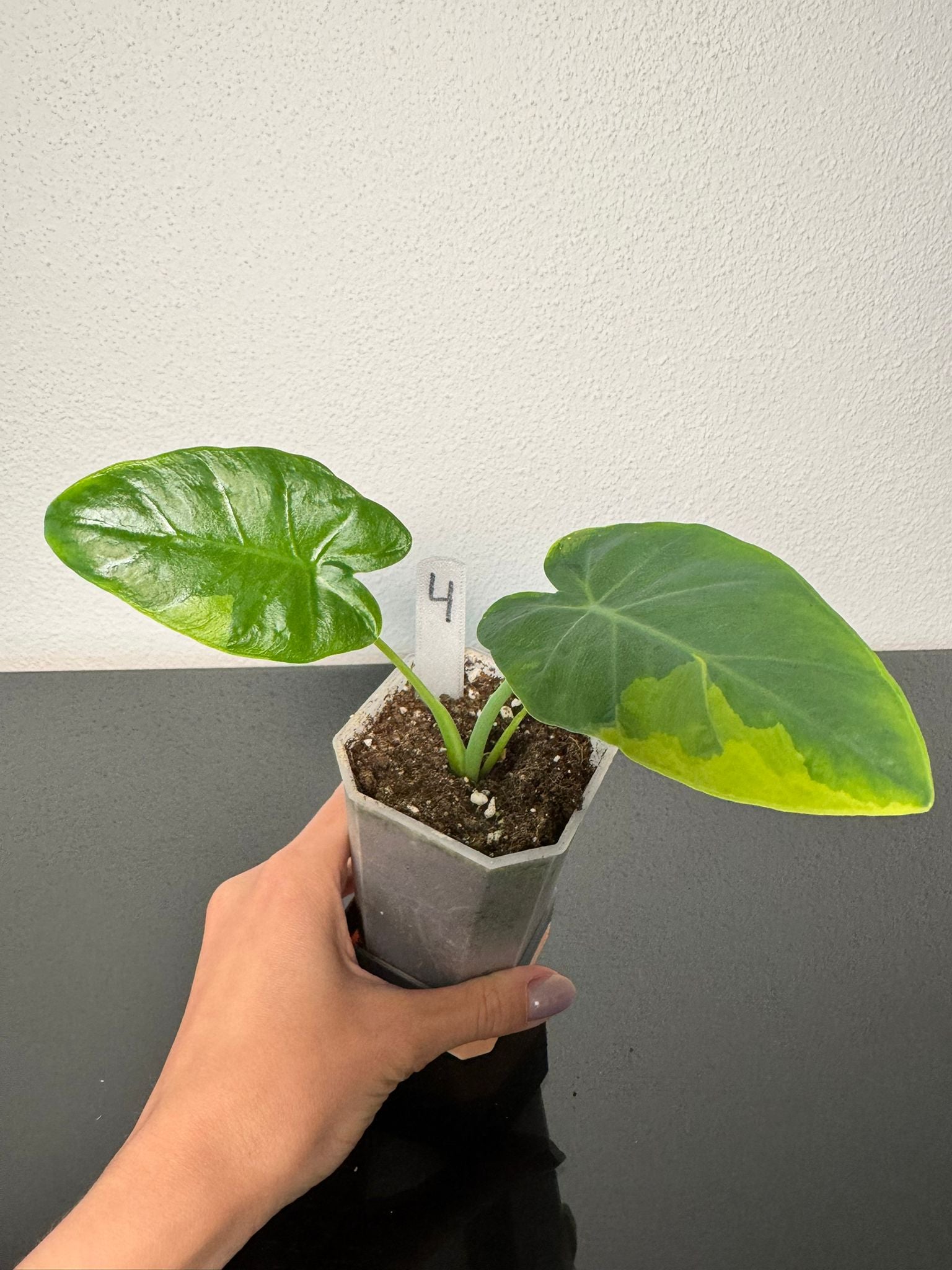 Leucocasia Gigantea Aurea FoxerasPlants