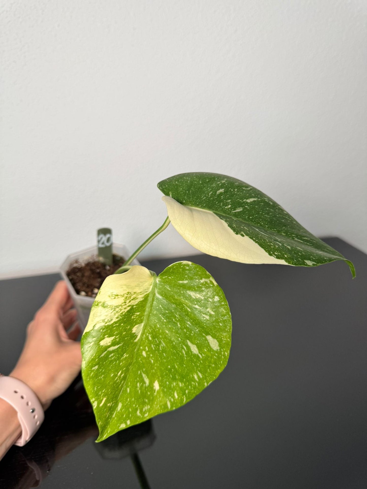 Monstera Thai Constellation High Var FoxerasPlants