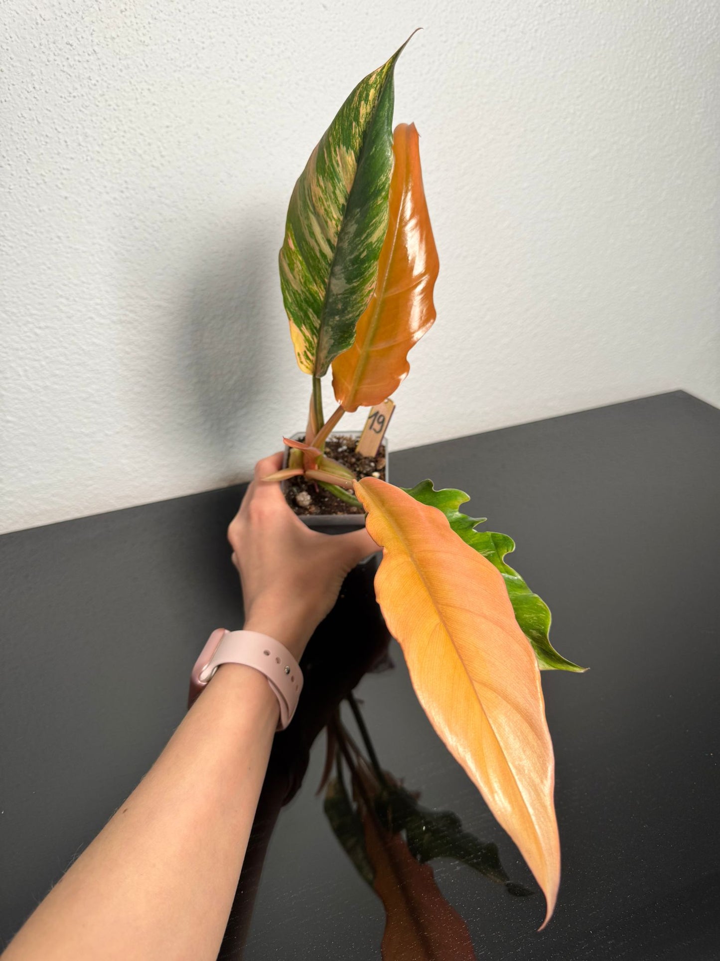 Philodendron Caramel Marble