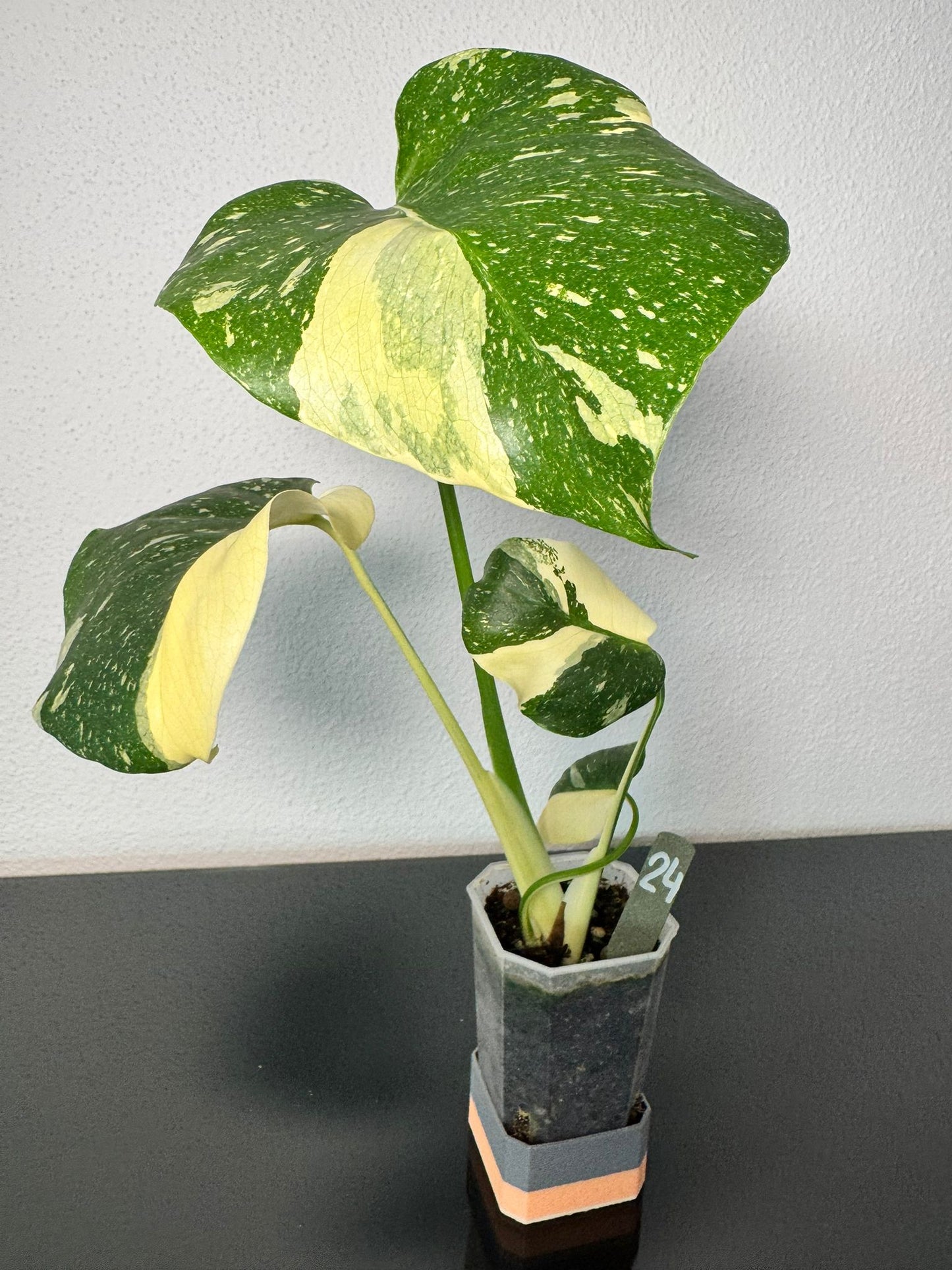 Monstera Thai Constellation High Var FoxerasPlants