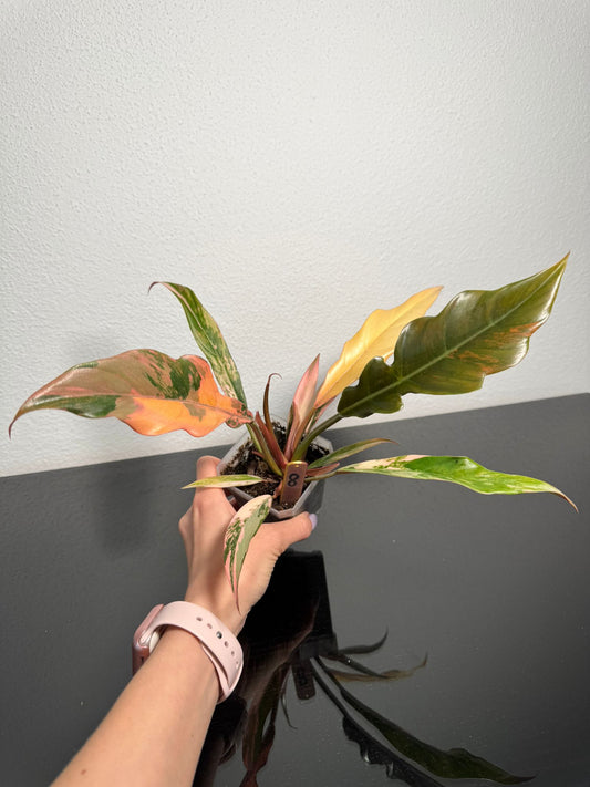 Philodendron Caramel Marble