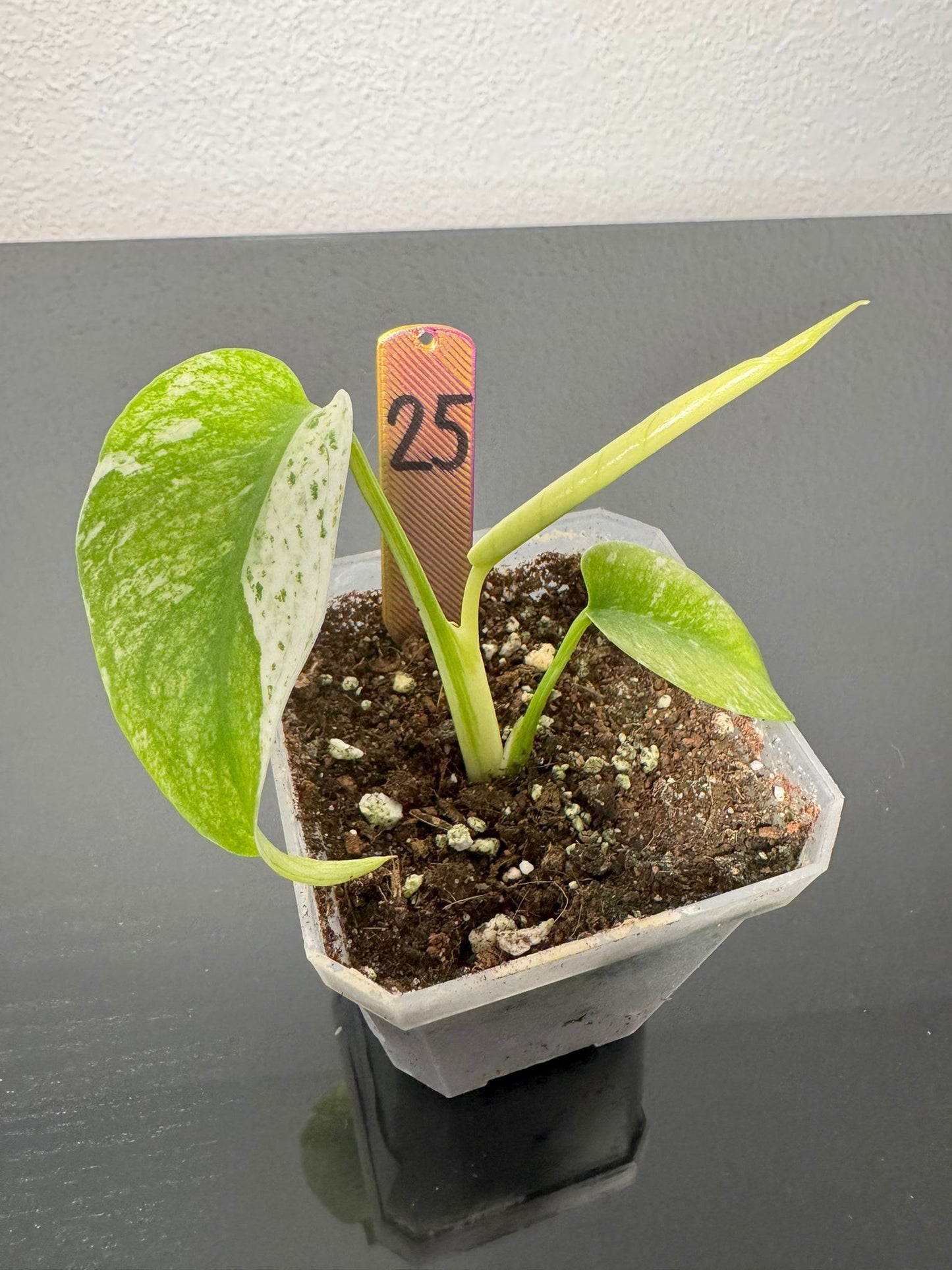 Monstera White Monster