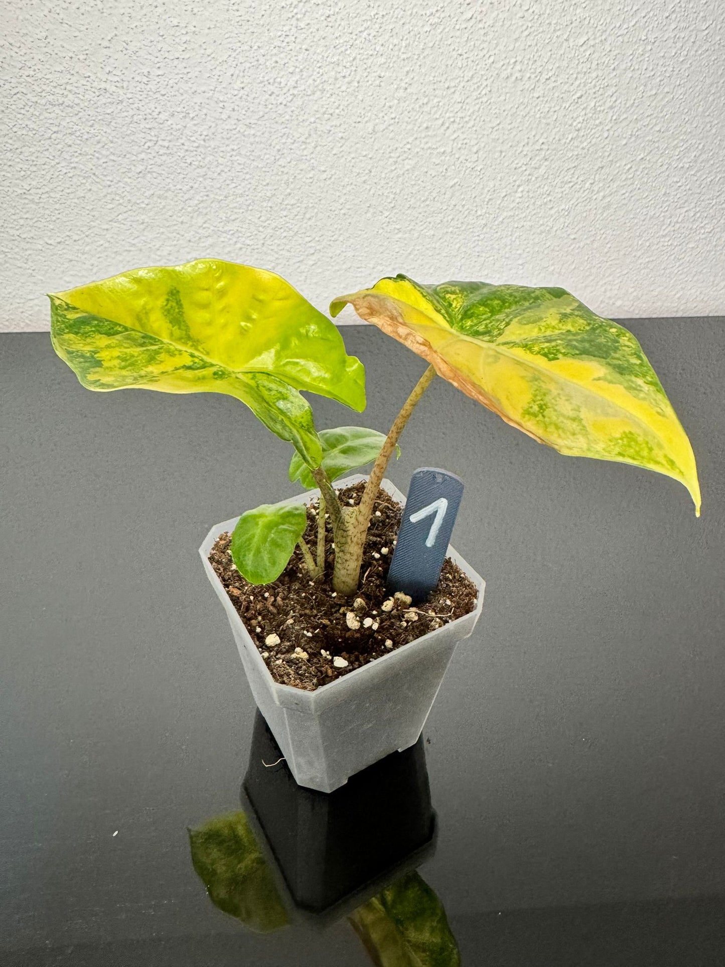 Alocasia Portodora Aurea