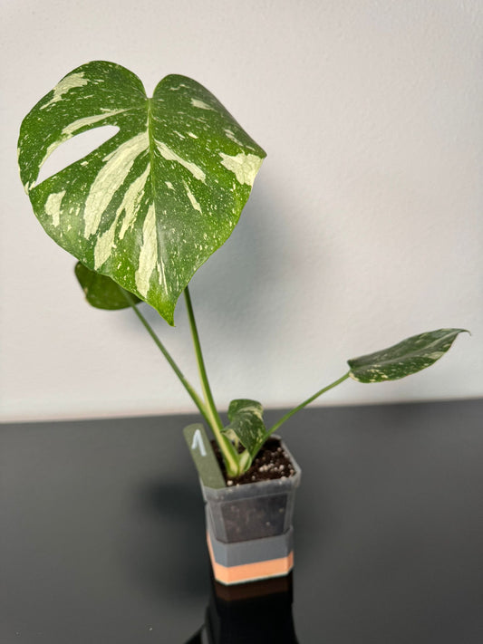 Monstera Thai Constellation High Var