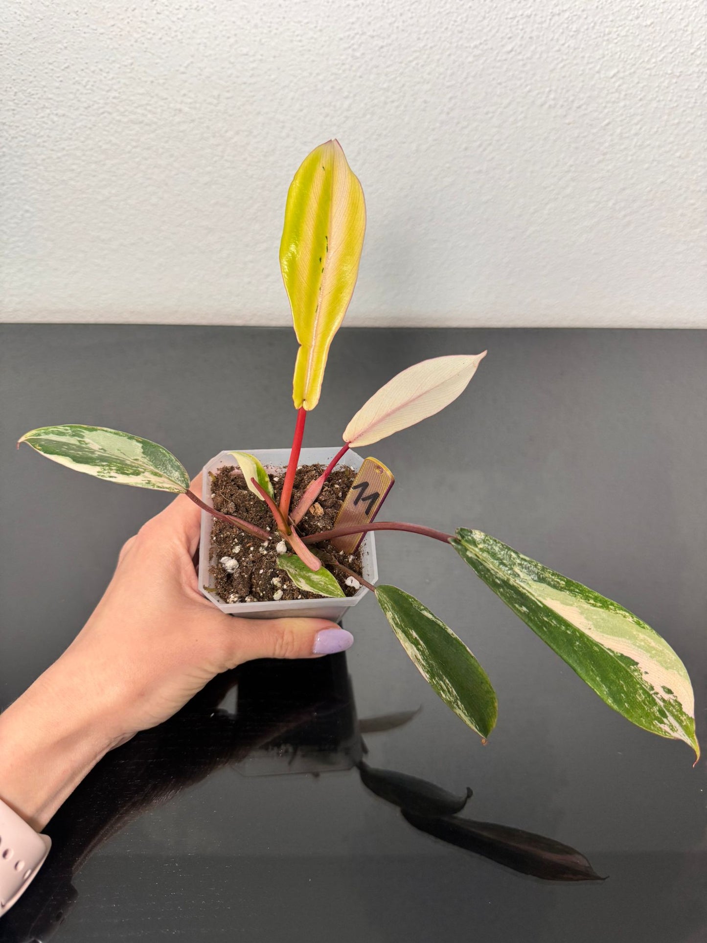 Philodendron Joepii High Variegata FoxerasPlants