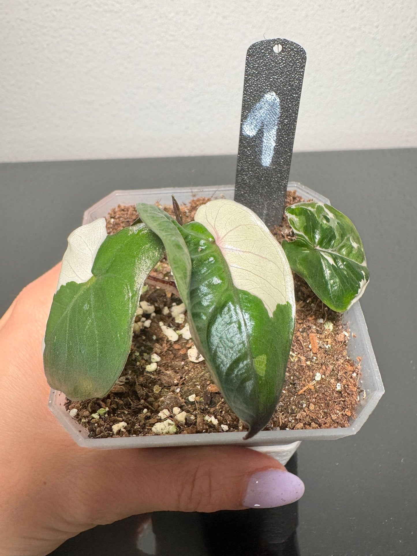 Alocasia Yucatan Princess