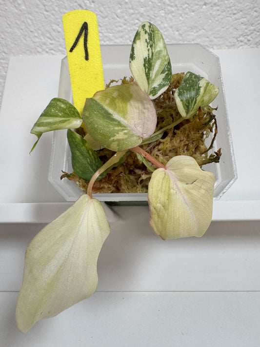Philodendron Gloriosum Tricolor Variegata Nr. 1 FoxerasPlants