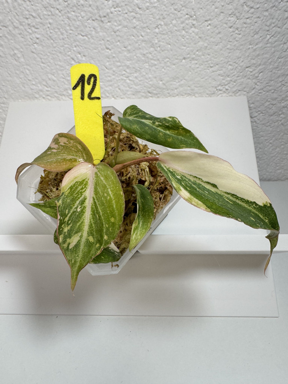 Philodendron Gloriosum Tricolor Variegata Nr. 12 FoxerasPlants
