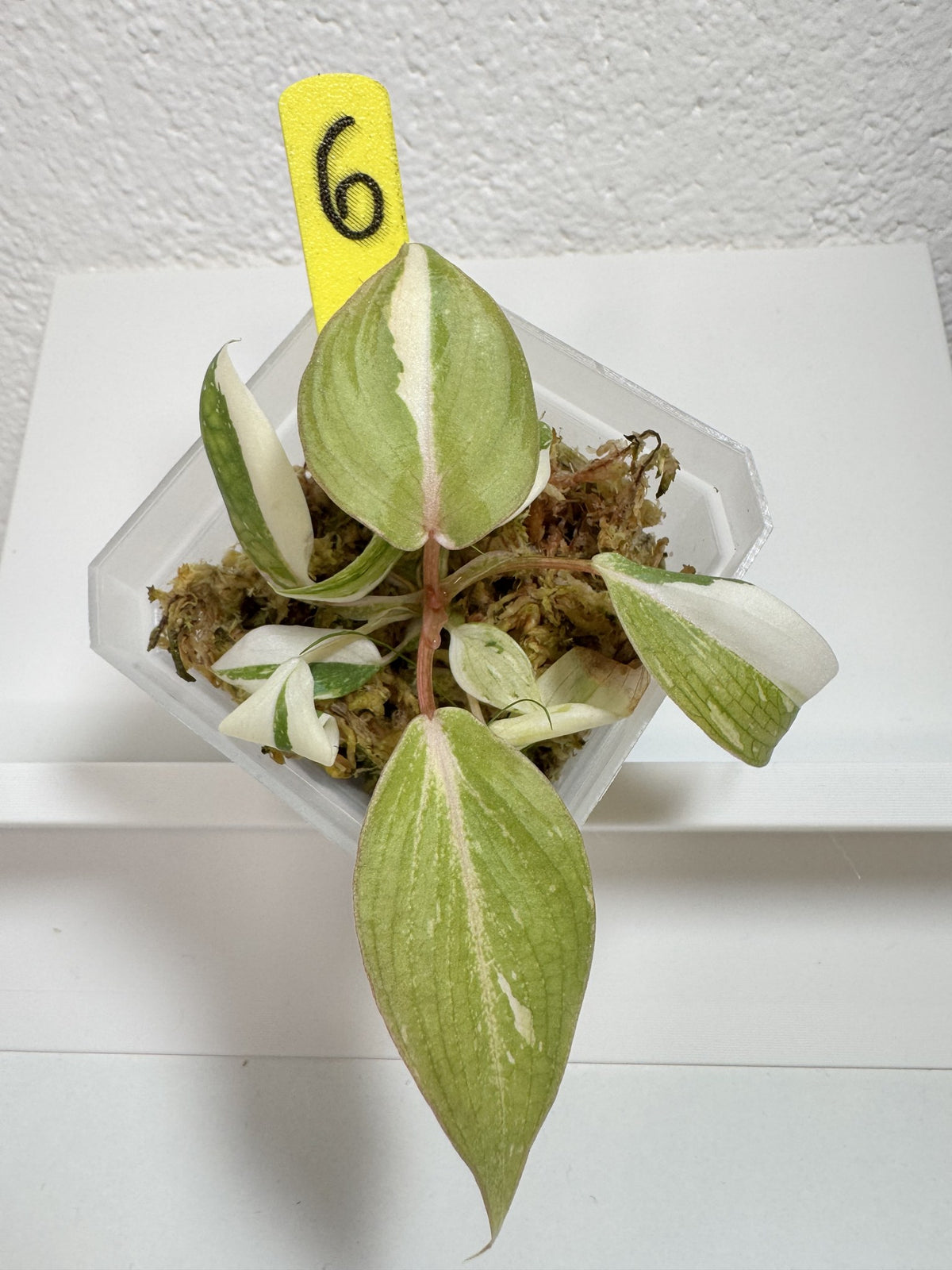 Philodendron Gloriosum Tricolor Variegata Nr. 6 FoxerasPlants