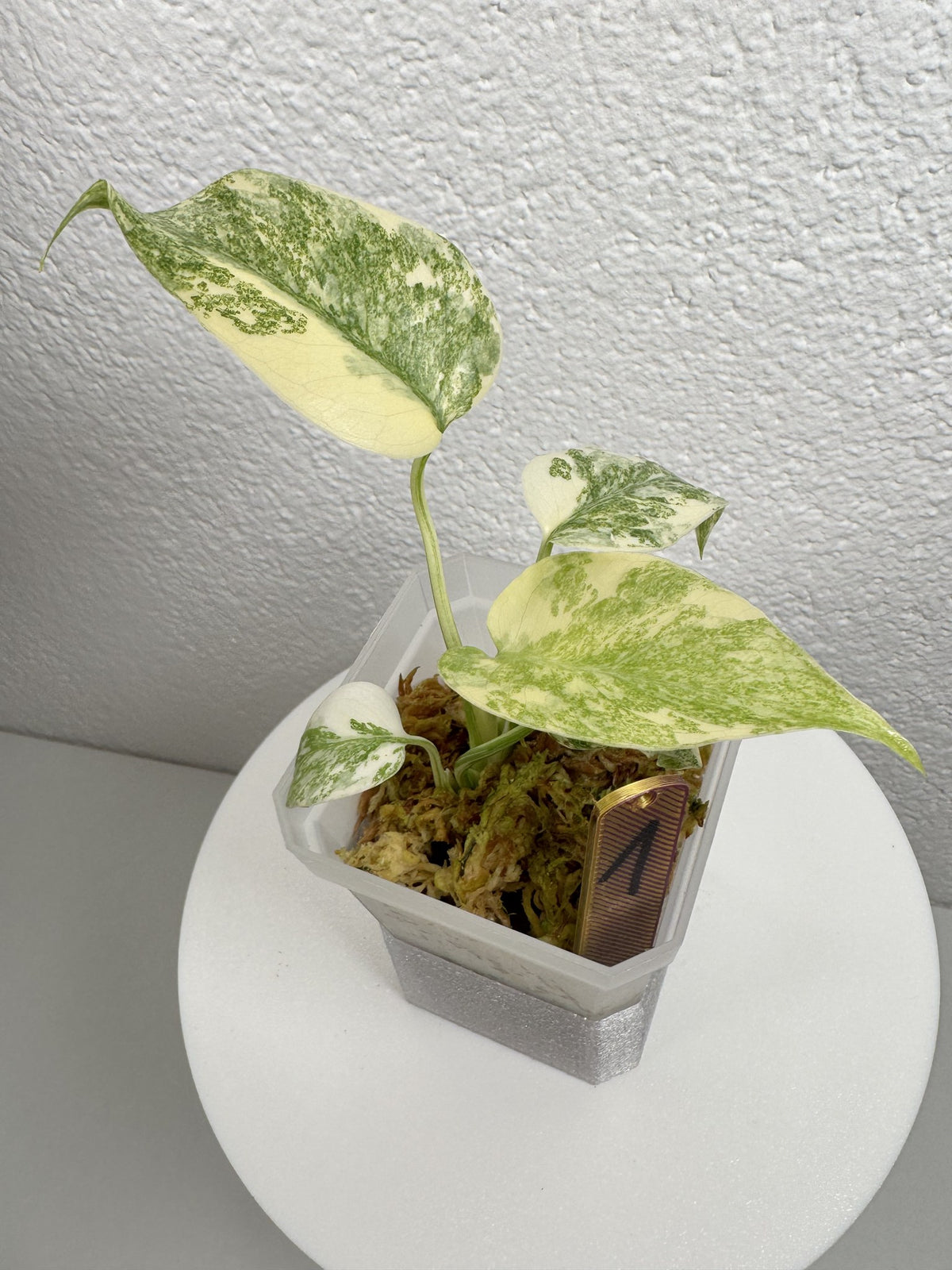 Monstera Legacy Nr. 1 FoxerasPlants