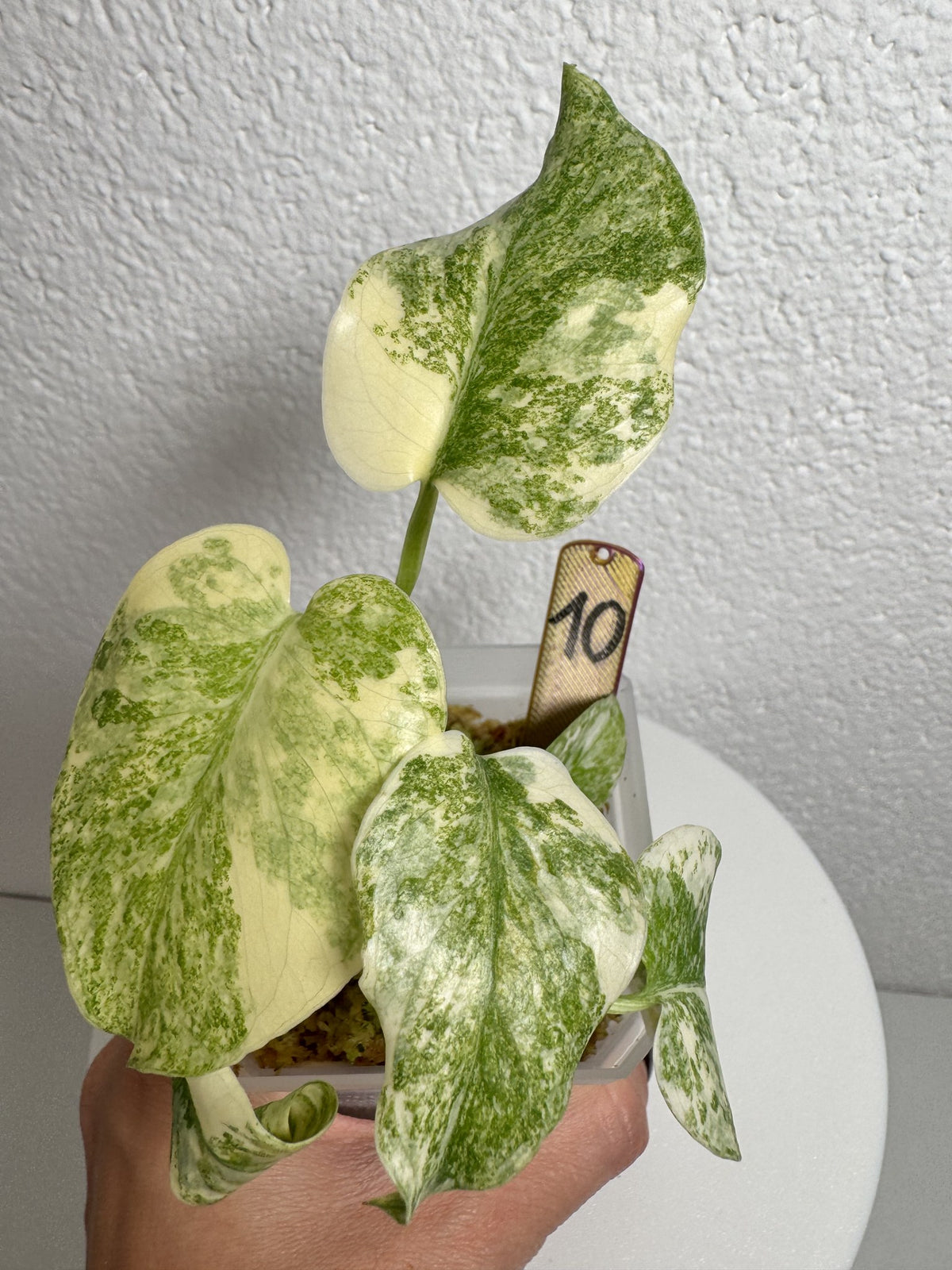 Monstera Legacy Nr. 10 FoxerasPlants