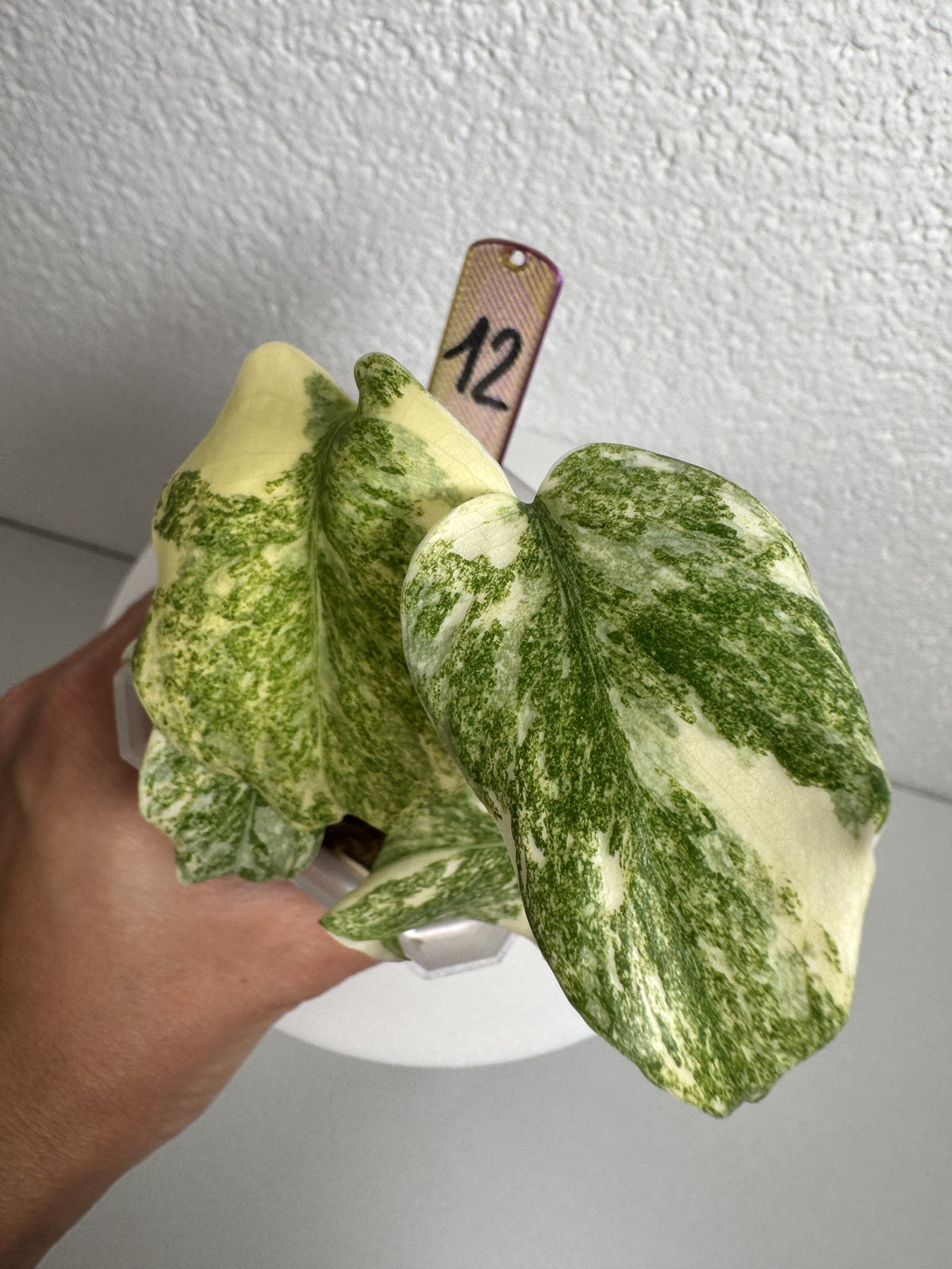 Monstera Legacy Nr. 12 FoxerasPlants