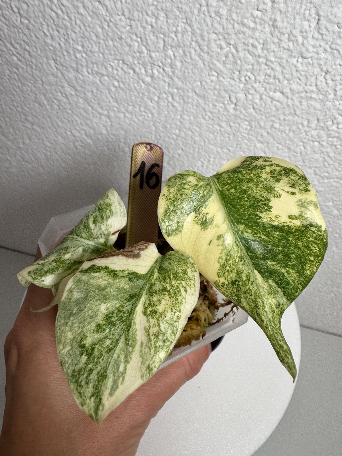 Monstera Legacy Nr. 16 FoxerasPlants