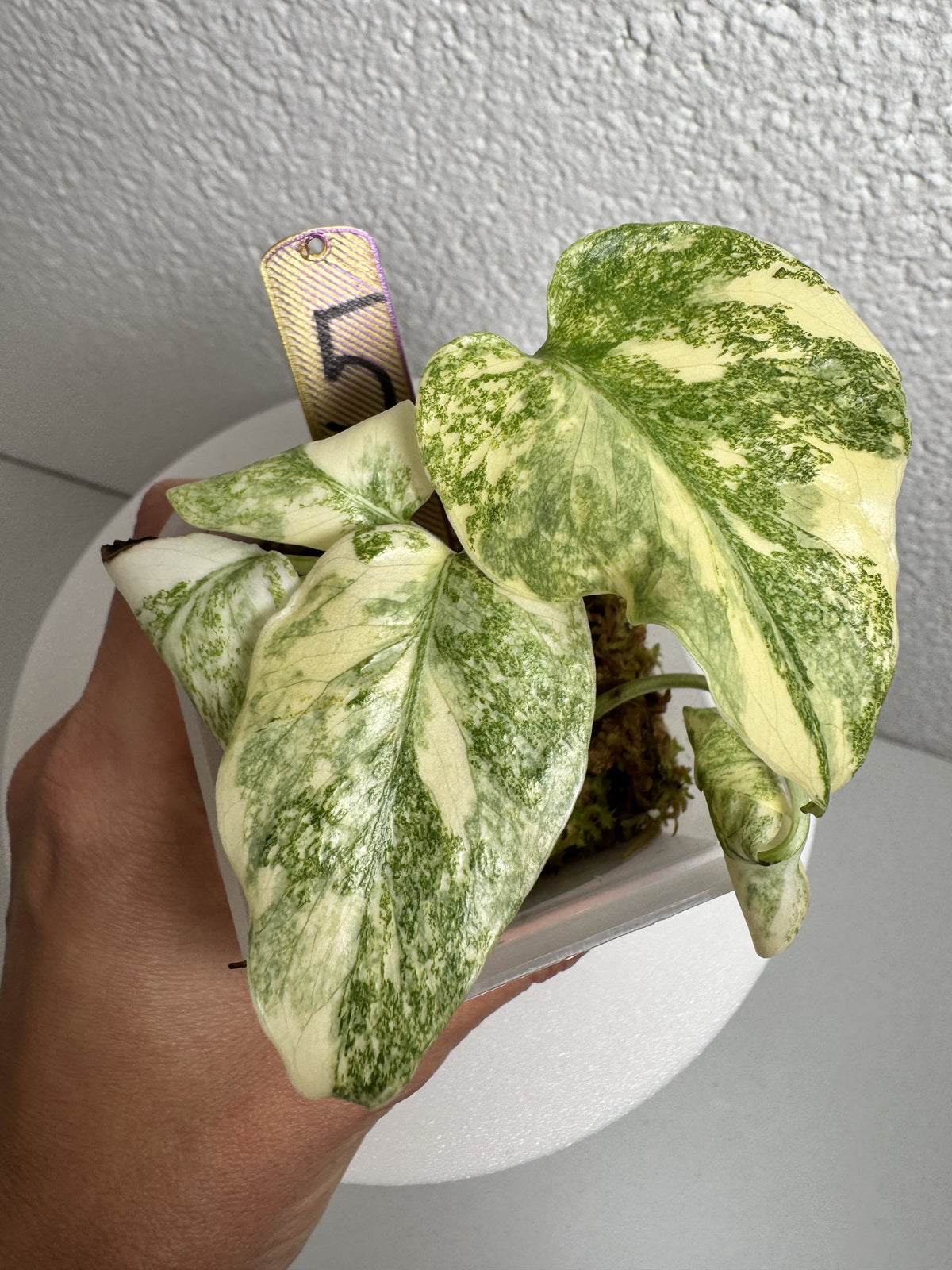 Monstera Legacy Nr. 5 FoxerasPlants