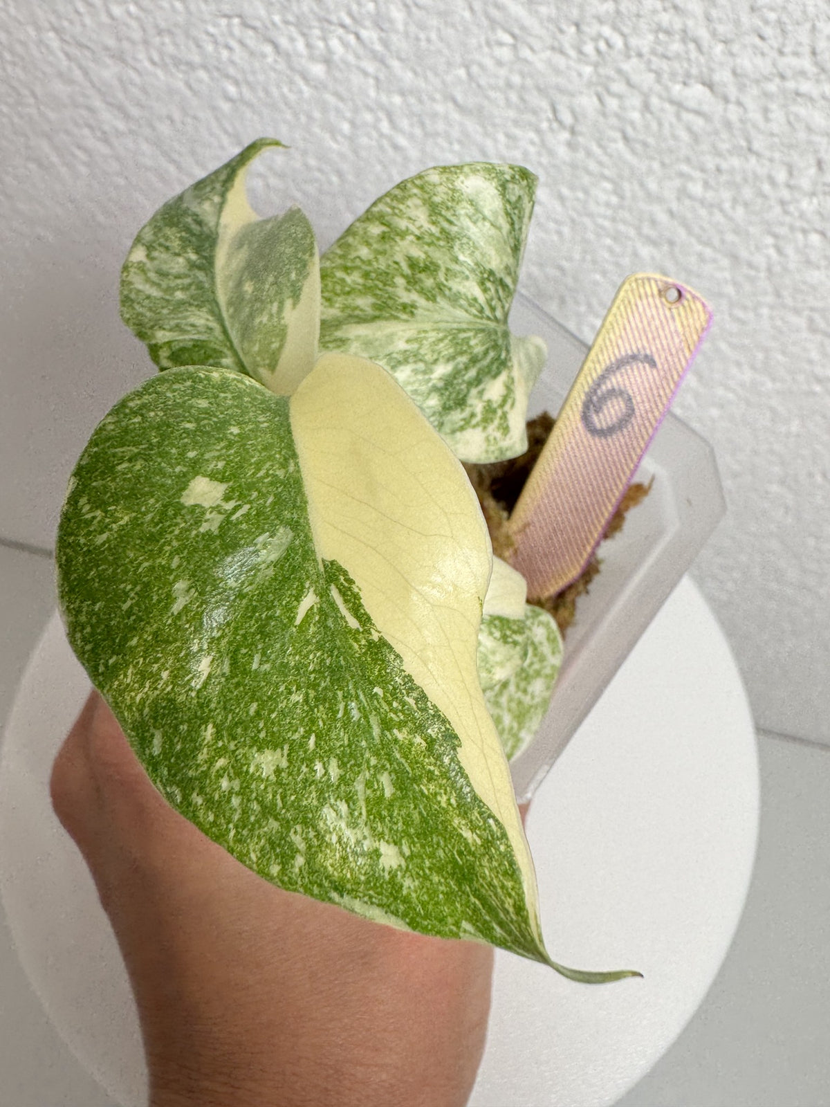 Monstera Legacy Nr. 6 FoxerasPlants