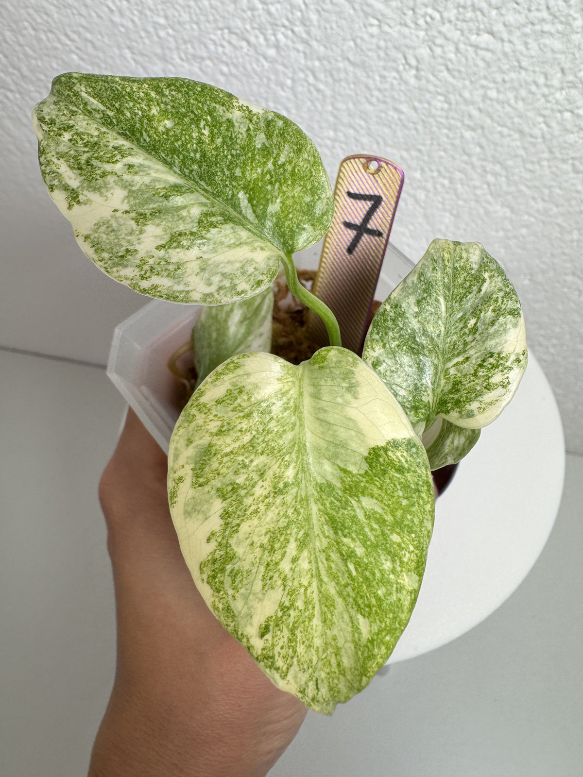 Monstera Legacy Nr. 7 FoxerasPlants