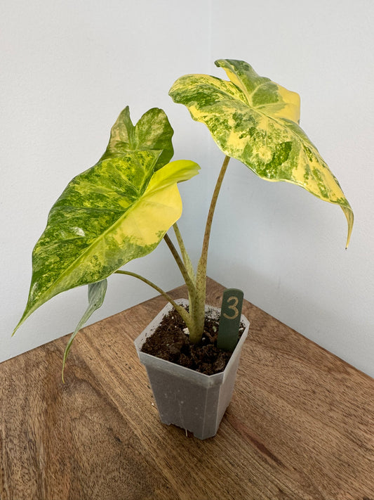 Alocasia Portodora Aurea akklimatisiert