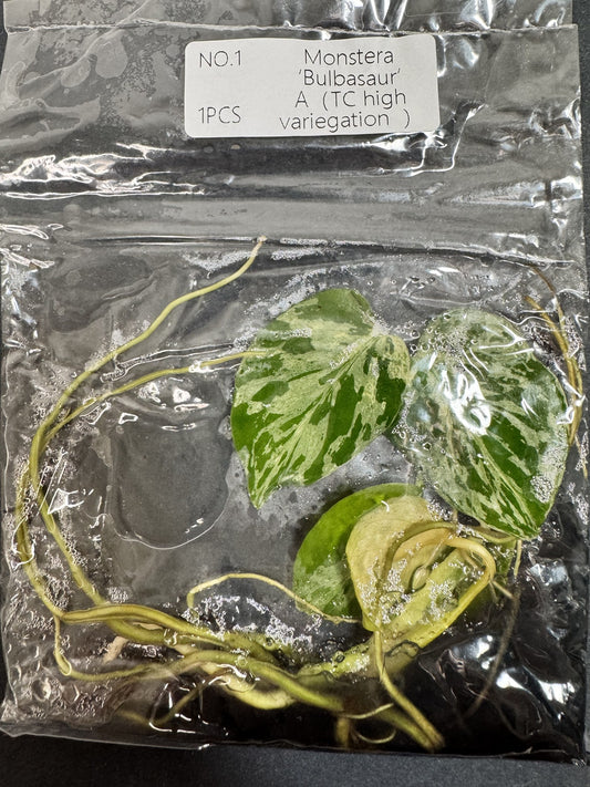 Monstera Bulbasaur High Variegata Nr. 1 FoxerasPlants