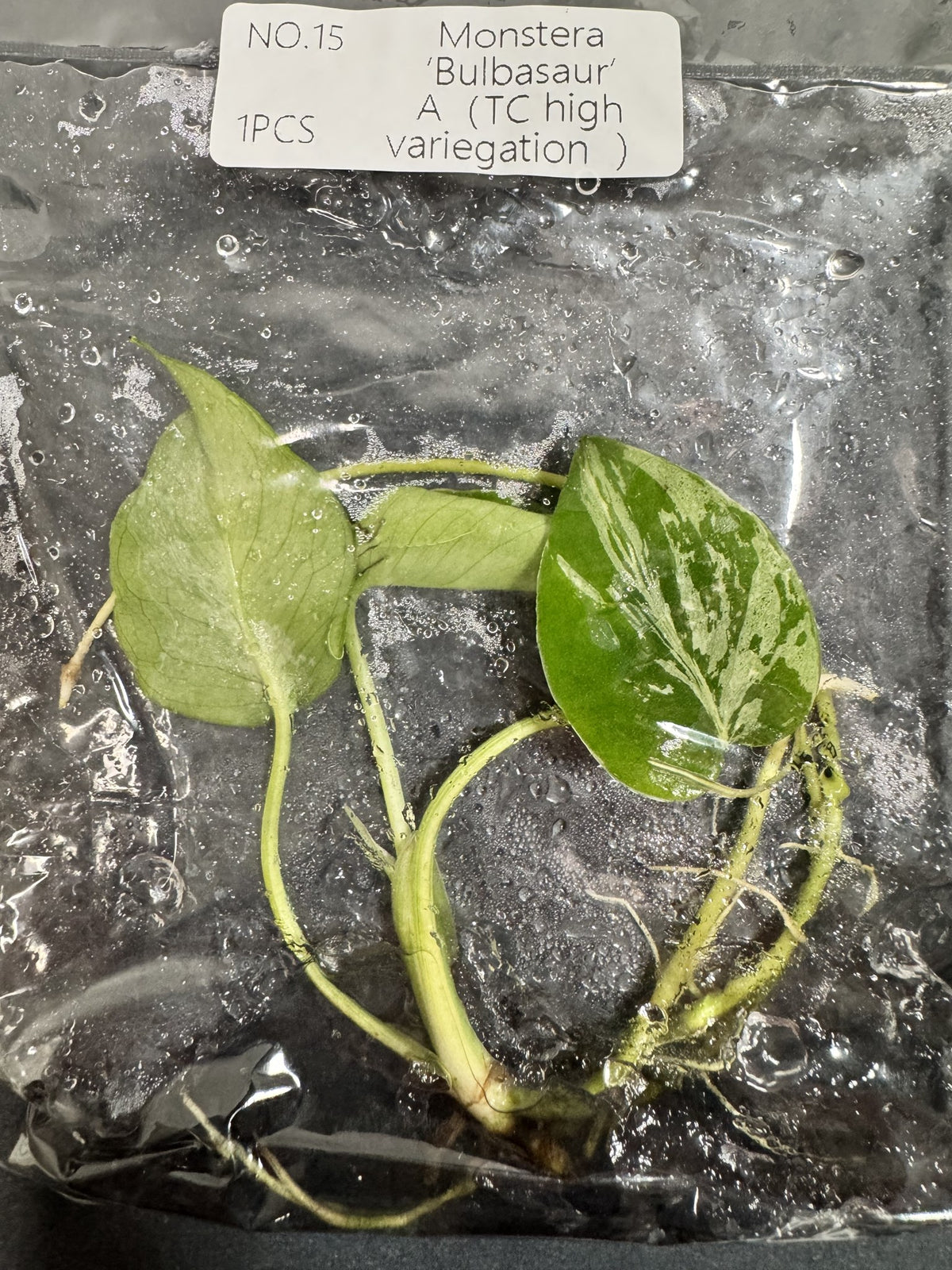 Monstera Bulbasaur High Variegata Nr. 15 FoxerasPlants