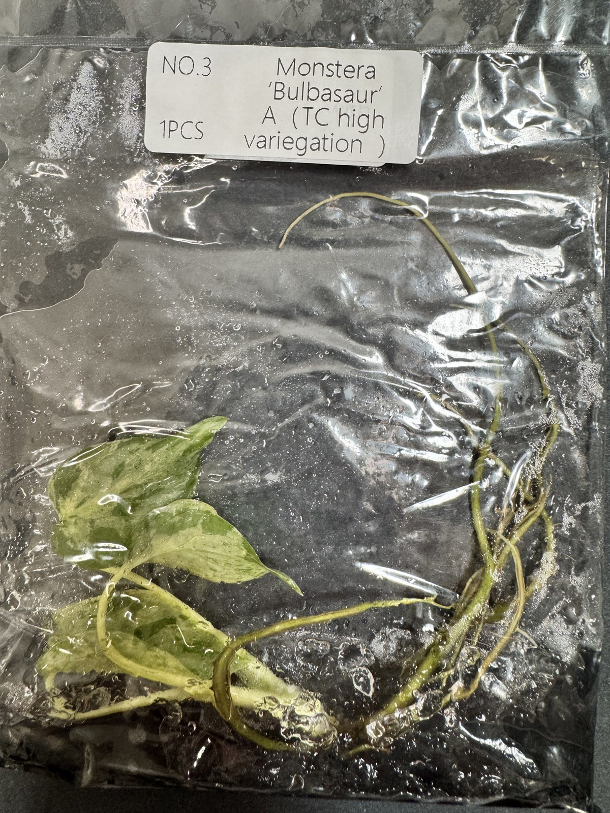Monstera Bulbasaur High Variegata Nr. 3 FoxerasPlants