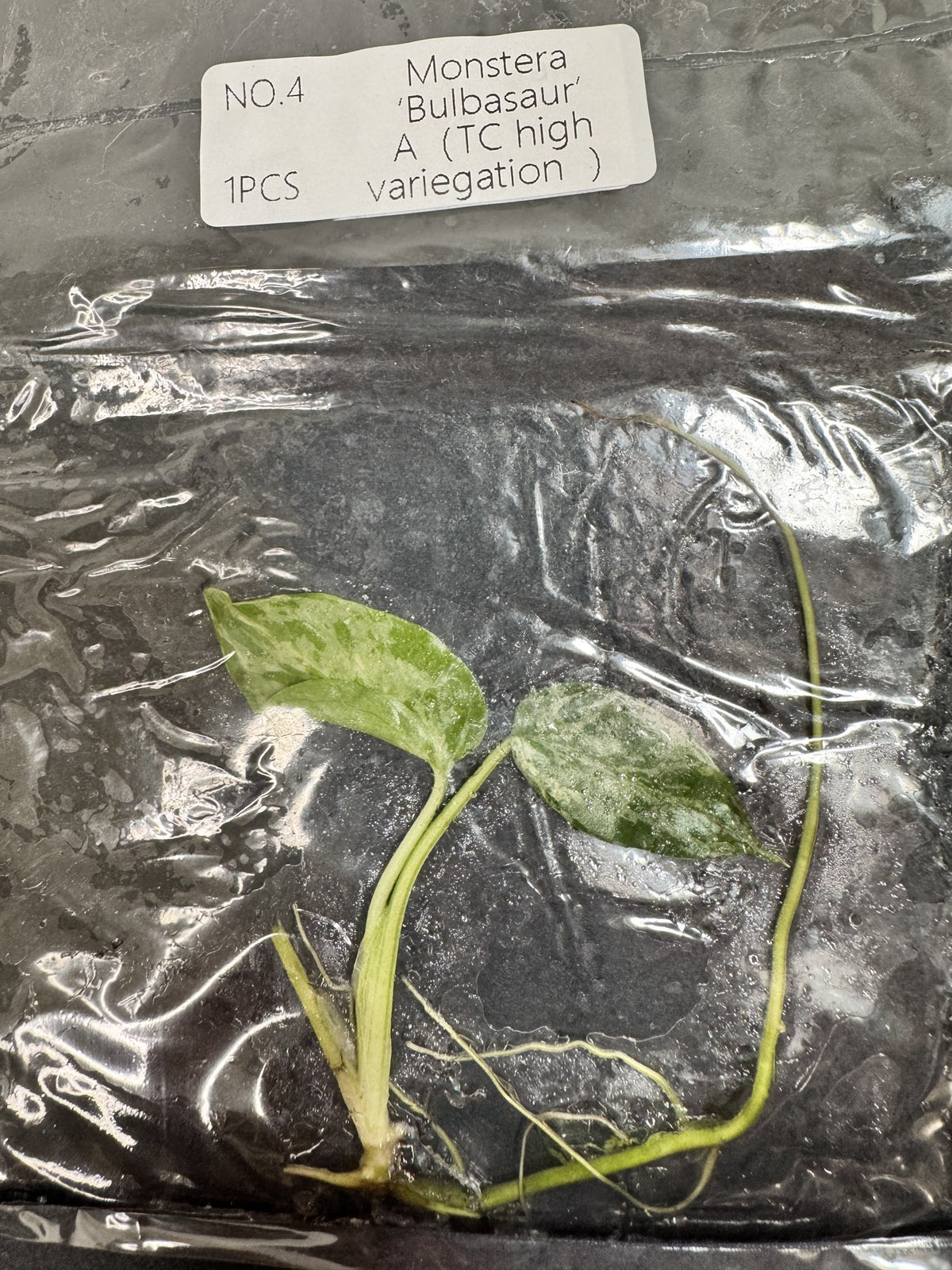 Monstera Bulbasaur High Variegata Nr. 4 FoxerasPlants
