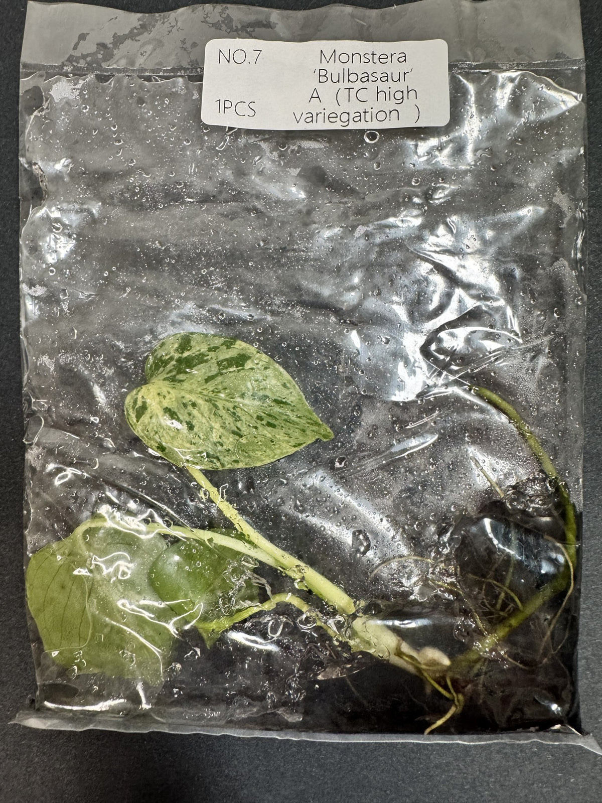Monstera Bulbasaur High Variegata Nr. 7 FoxerasPlants