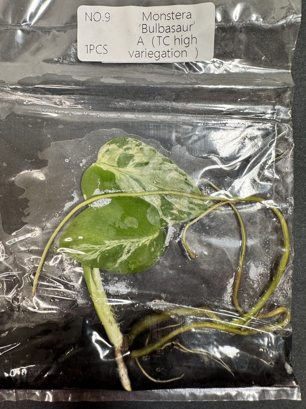 Monstera Bulbasaur High Variegata Nr. 9 FoxerasPlants