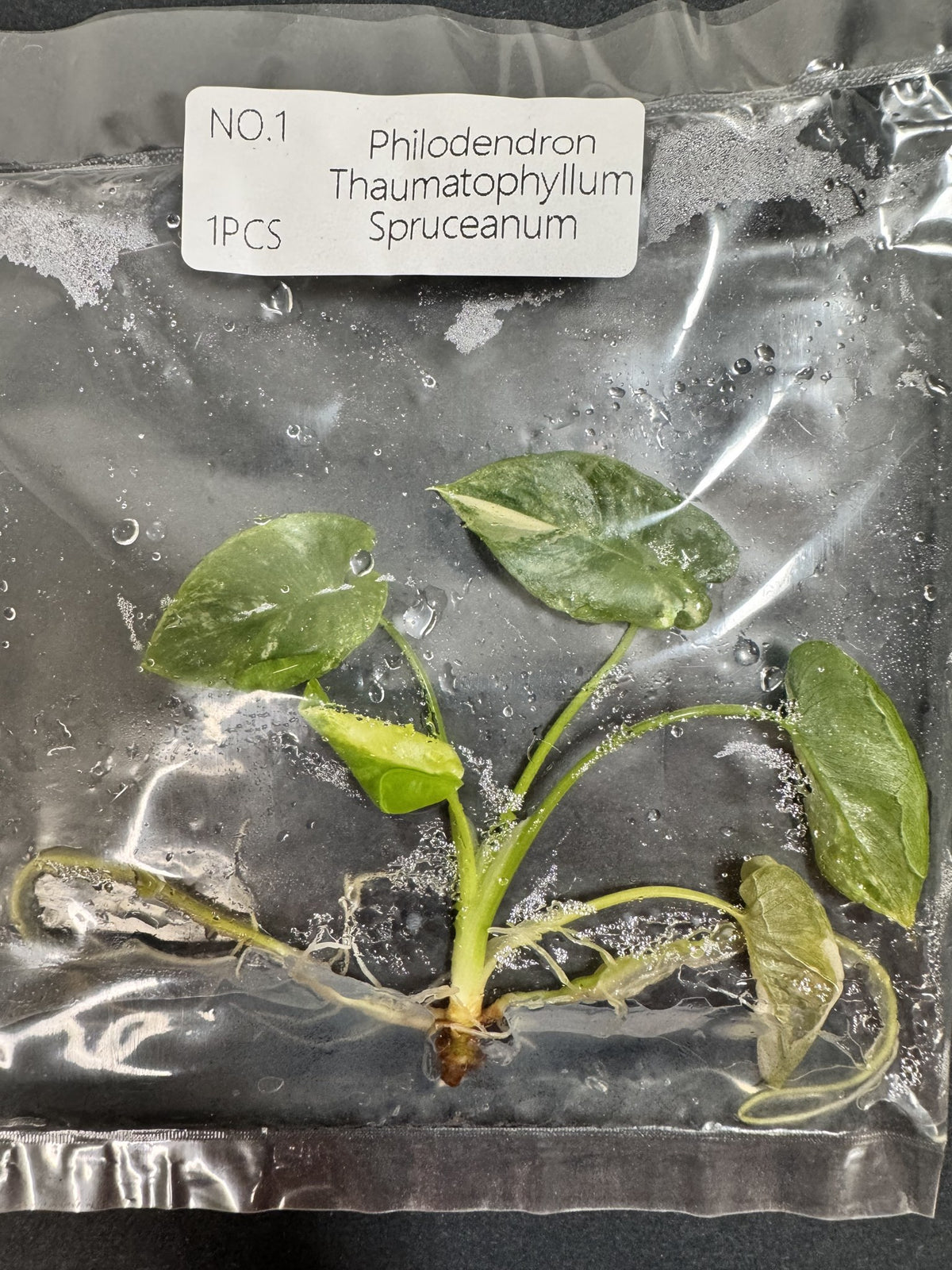 Thaumatophyllum Spruceanum Nr. 1 FoxerasPlants