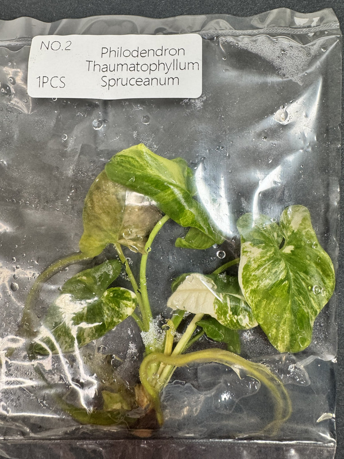 Thaumatophyllum Spruceanum Nr. 2 FoxerasPlants
