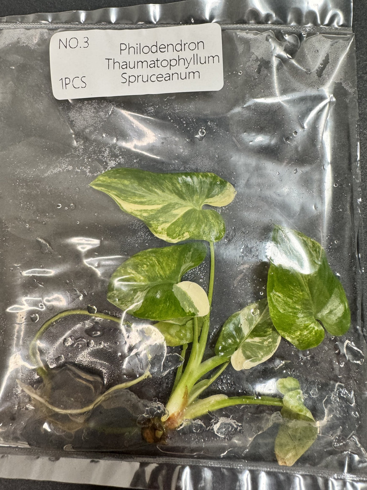 Thaumatophyllum Spruceanum Nr. 3 FoxerasPlants