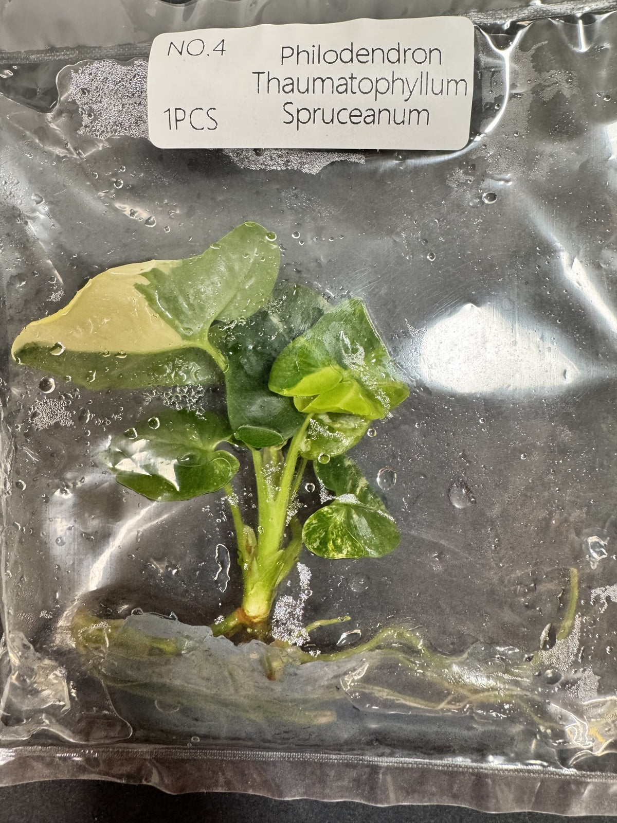 Thaumatophyllum Spruceanum Nr. 4 FoxerasPlants