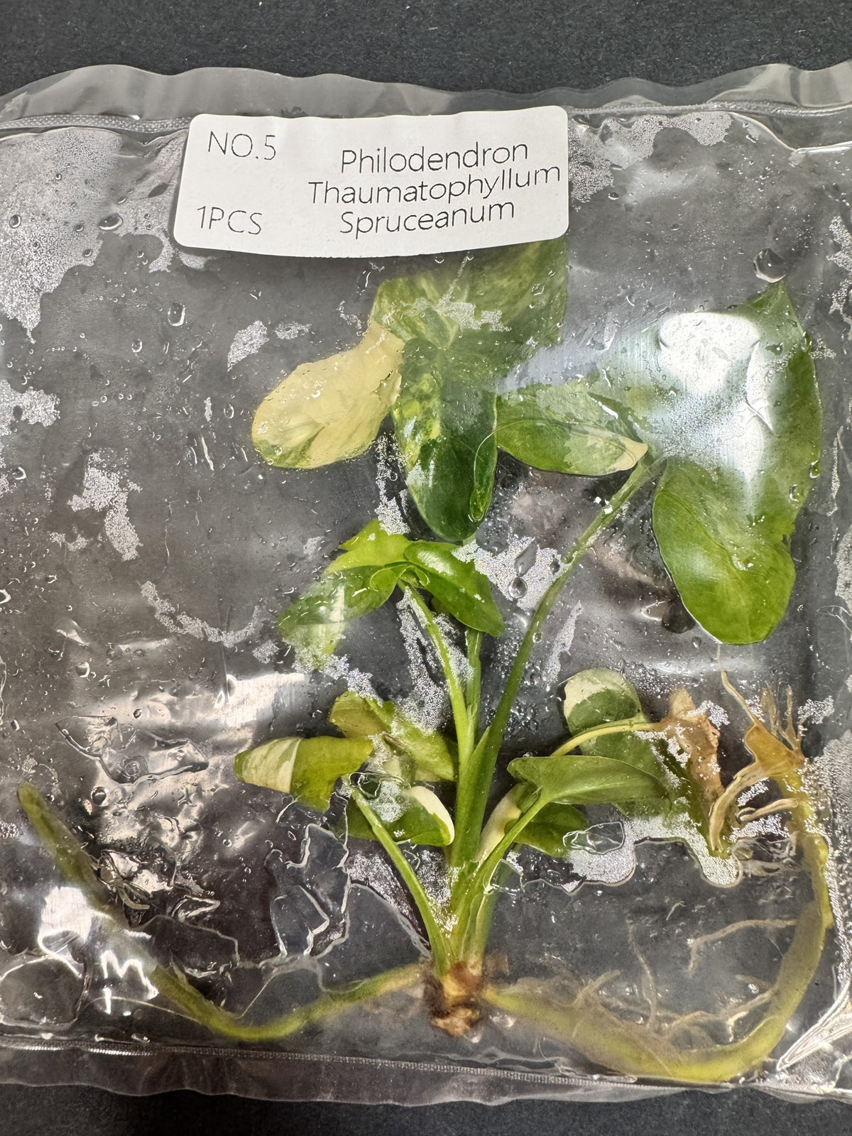 Thaumatophyllum Spruceanum Nr. 5 FoxerasPlants