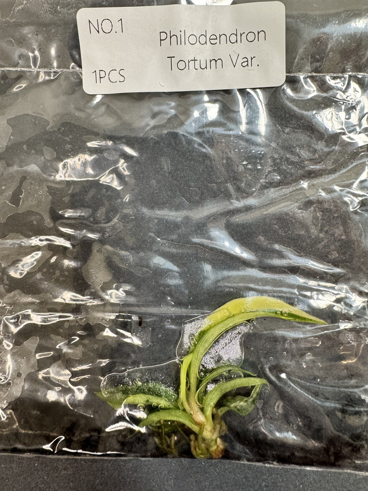 Philodendron Tortum Variegata Nr. 1 FoxerasPlants