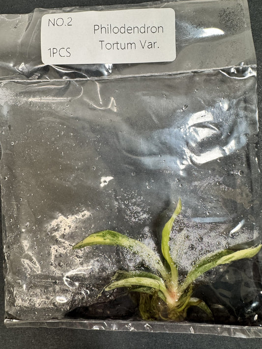 Philodendron Tortum Variegata Nr. 2 FoxerasPlants