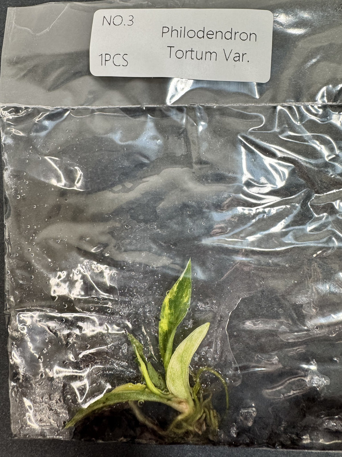 Philodendron Tortum Variegata Nr. 3 FoxerasPlants