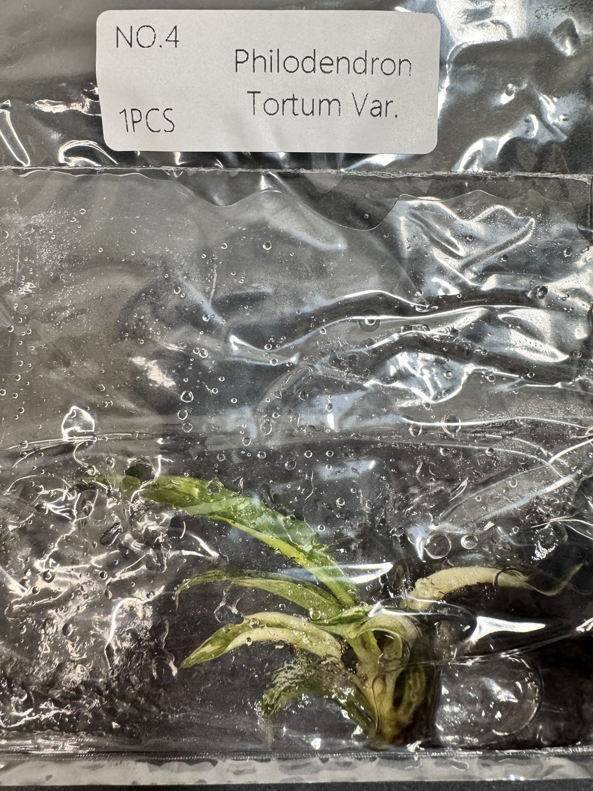 Philodendron Tortum Variegata Nr. 4 FoxerasPlants