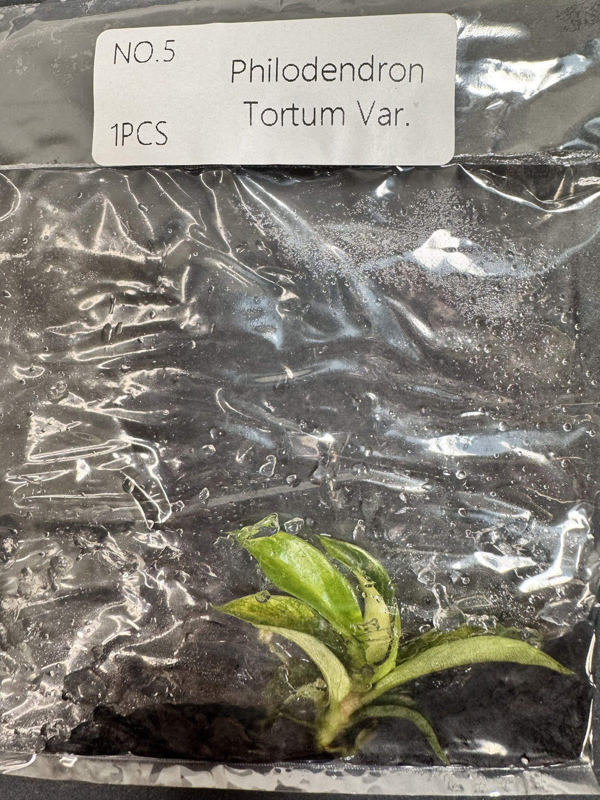 Philodendron Tortum Variegata Nr. 5 FoxerasPlants