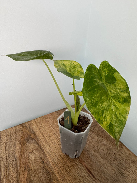 Alocasia Wentii Variegata akklimatisiert